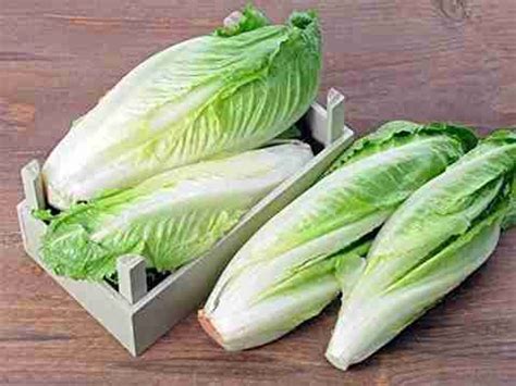 VibeX ® RXI-507 Seeds Lettuce Romaine Seed Price in India - Buy VibeX ...