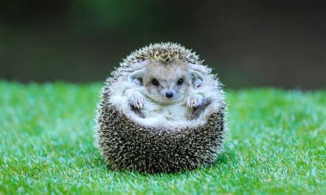 Hedgehogs As Pets Are So Cute Hedgehog Pet Cute