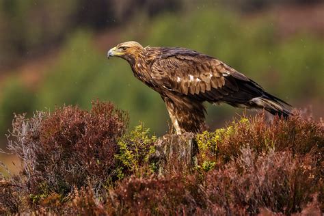 10 native Scottish animals and where you can find them around the country - Daily Record