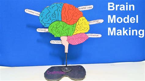 DIY Brain Model Projects 的图像结果