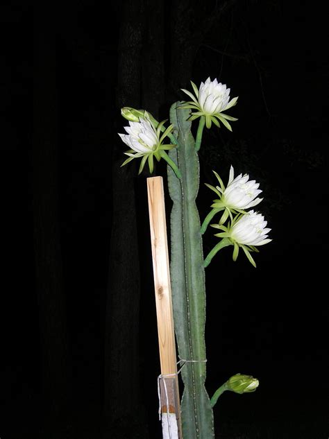 Night Blooming Cereus Leaves