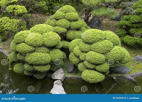 Japanese Garden Plants