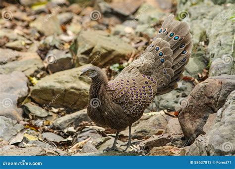 Grey Peacock-Pheasant(Polyplectron Bicalcaratum) in Nature Stock Image ...