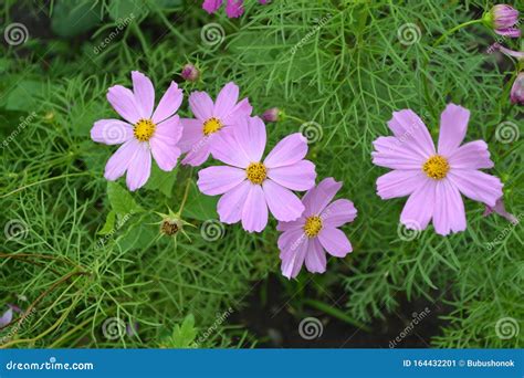Cosmos, a Genus of Annual and Perennial Herbaceous Plants of the Family ...