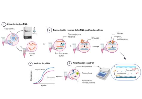 qPCR Method 的图像结果