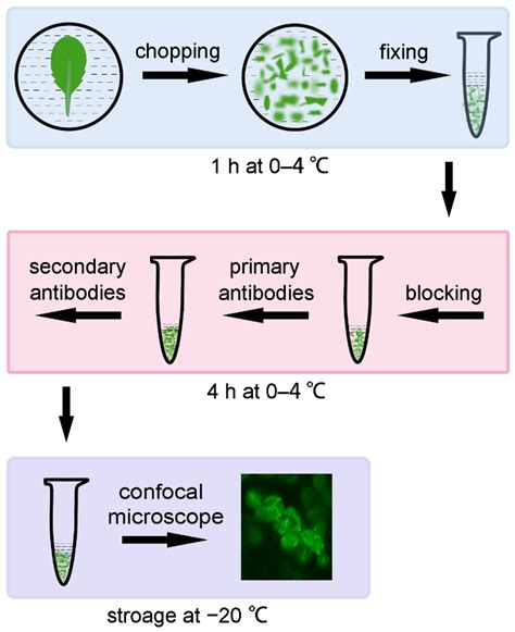 Improvements for Tissue-Chopping-Based Immunofluorescence Staining ...