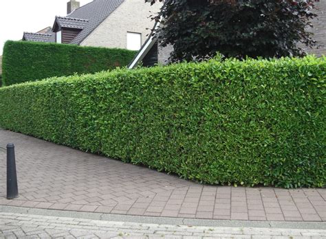 Laurel Hedging | Buy Laurel Hedge Plants Online | Hopes Grove Nurseries