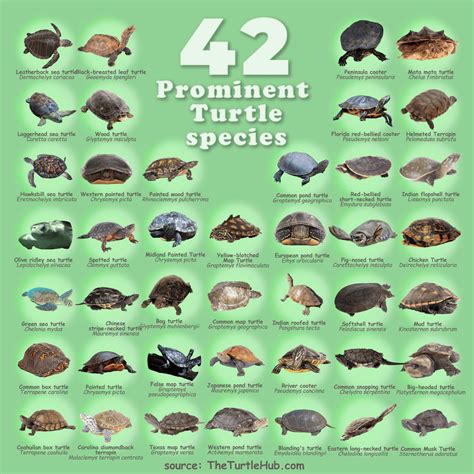 Kinds Of Turtles