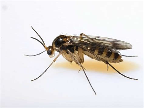 Gnats: Effective Ways of Repelling These Tiny Insects