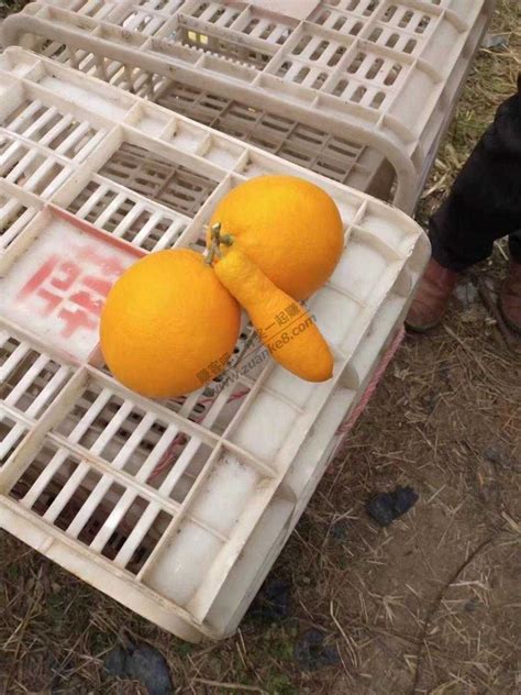 [脐橙批发]卖脐橙卖脐橙 现在脐橙口感一天比一天好了 走过路过不要错价格6.4元/斤 - 惠农网