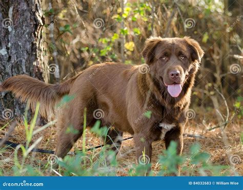 Chocolate Lab X Golden Retriever at Kerry Palacios blog
