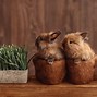 Image result for Two Bunnies Kissing