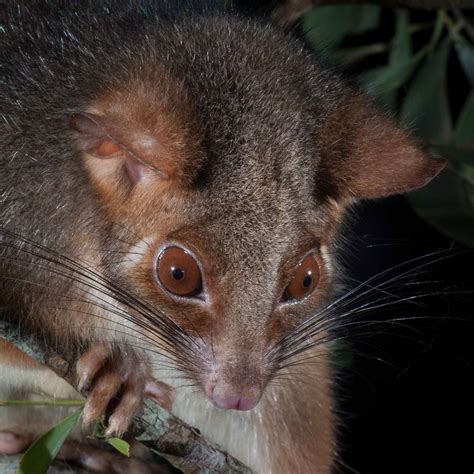 Natural History: Possums and Gliders