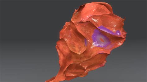 3d obj corpus luteum