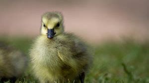 Duckling 4k uhd 16:9 wallpapers hd, desktop backgrounds 3840x2160 ...