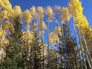 AZOHP9871 Aspen Trees Poplar Tree Woody Plant Autumn Forest Paper Print ...