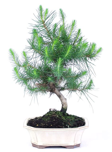 Pinus Halepensis