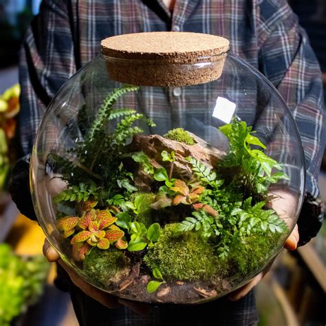 Best Terrarium Plants For Beginners Best Terrarium Plants For