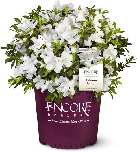 Amazon.com : Encore Azalea 1 Gal. Autumn Ivory Azalea Shrub : Patio ...