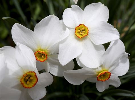 Daffodil Day - nj.com