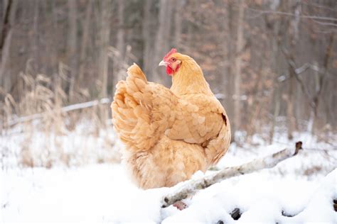 Guide to Cold Hardy Chicken Breeds - The Pioneer Chicks