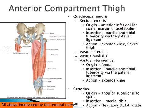 Muscles of anterior and medial compartment of thigh | PPTX