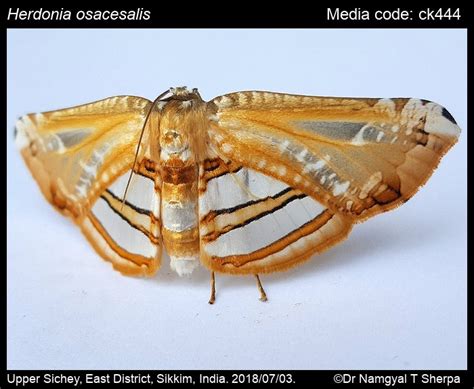 Herdonia osacesalis Walker, 1859 - | Moths