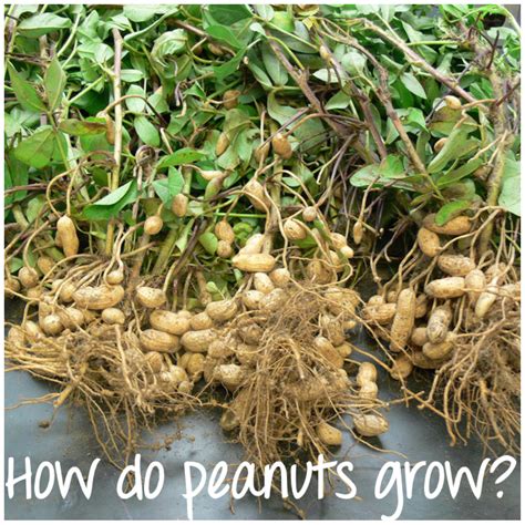 Where Do Peanuts Grow