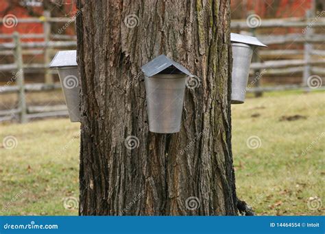 Tapping a Maple Tree 的图像结果