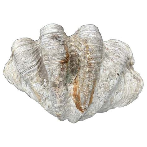 Image result for Large Clam Shells