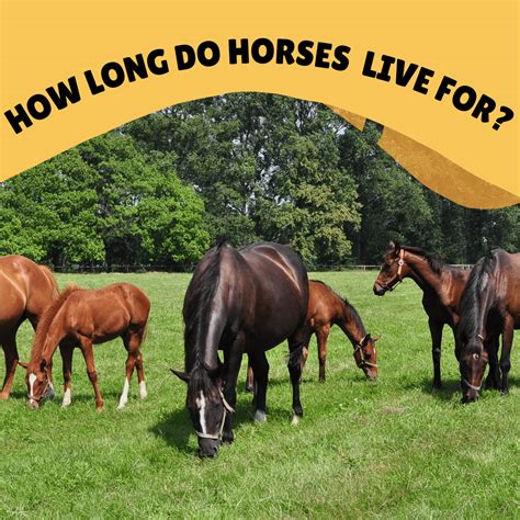 How Long Do Horses Live For? - TexanSaddles.com