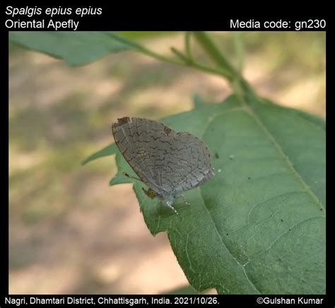 Spalgis epius | Butterfly