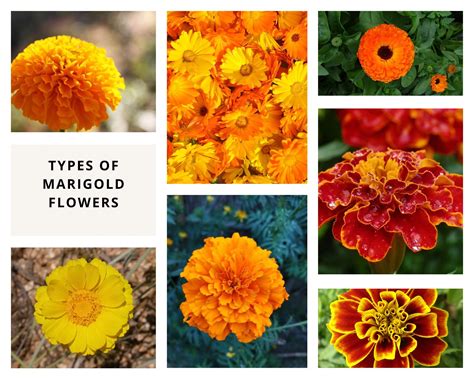 Types of Marigold | How to Grow and Care | Gardenbuddy