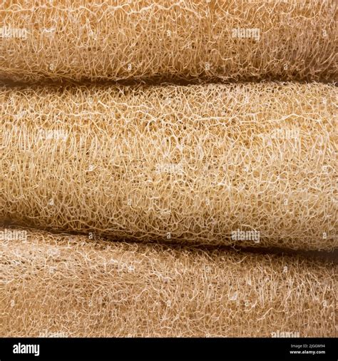 Luffa cylindrica hi-res stock photography and images - Alamy