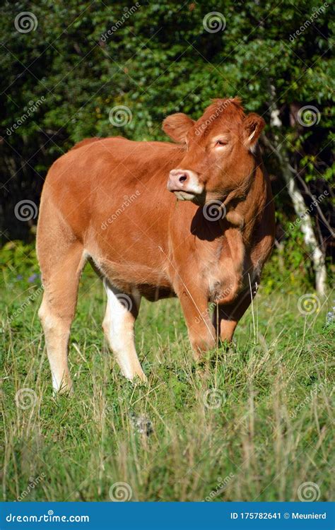 Limousin Cattle are a Breed of Highly Muscled Beef Cattle Stock Image ...