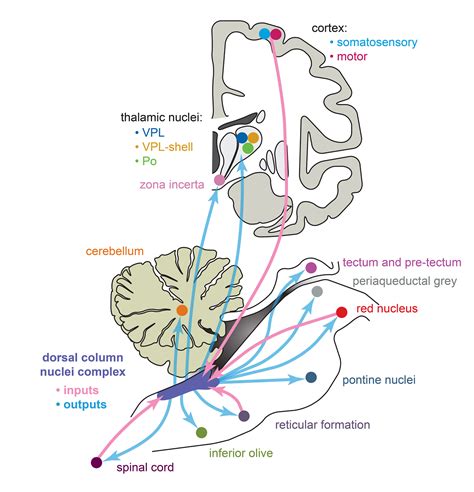 The Dorsal Column Nuclei Complex Neuroanatomy Reveals a Complex ...
