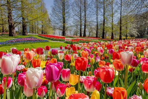 Download A stunning field of tulips amongst the rolling hills ...