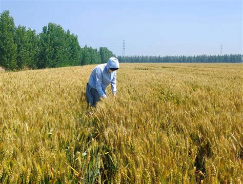 齐河：深入田间开展小麦收获前专项调查