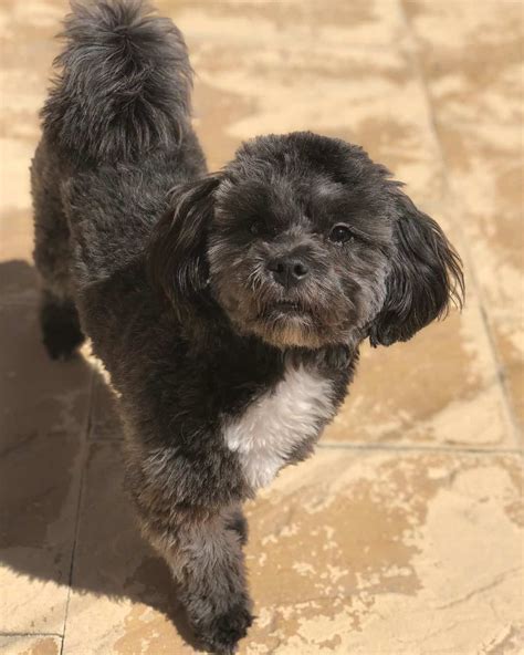 Shihpoo Dog Adult Shihpoo Mix Dog Breed The Cutest Shihpoo Mix