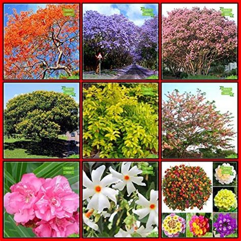 Buy OhhSome Garden Combo Tree : Jacaranda, Delonix Regia, Queen Crape ...
