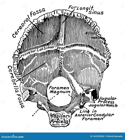 Occipital Bone, Vintage Illustration Stock Vector - Illustration of ...