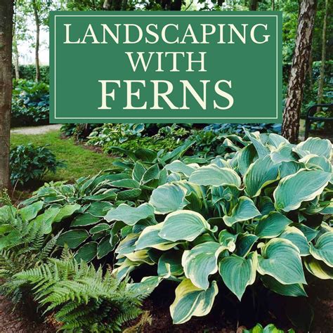 Landscaping With Hostas And Ferns