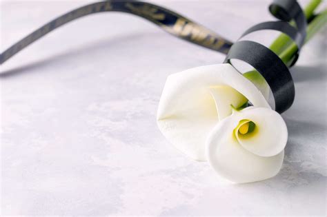 Calla Lily Spiritual Meaning & Symbolism: Useful Facts To Note - Petals ...