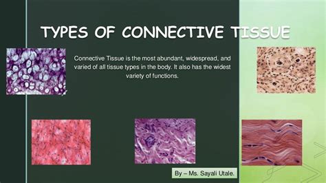 Connective Tissue Function 的图像结果