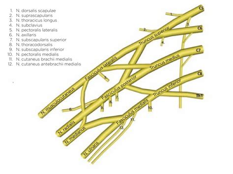 N. thoracicus longus, Läsion - Deximed