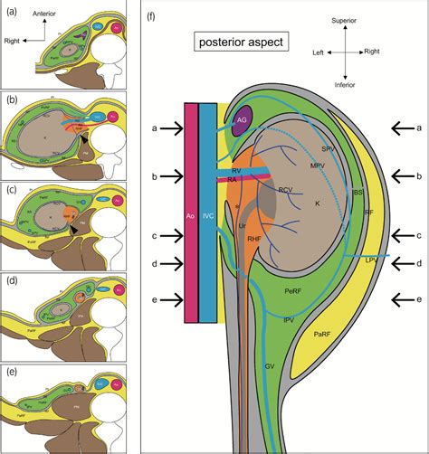Gerotas Fascia EPOS™