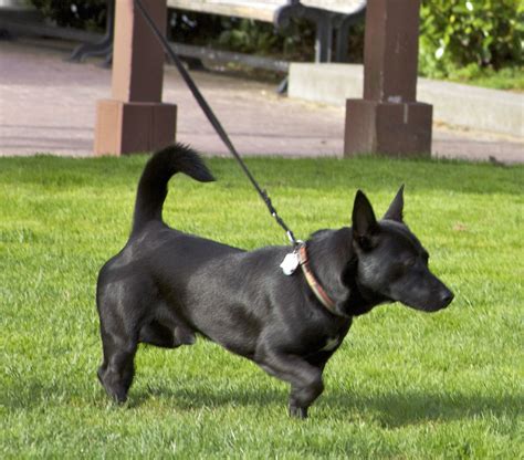 Corgi black lab mix – Artofit