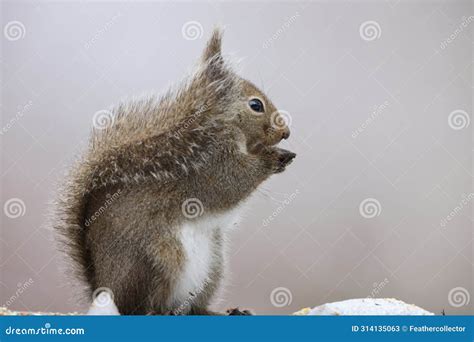 Japanese Squirrel (Sciurus Lis) in Japan Stock Image - Image of mammal, sciurus: 314135063