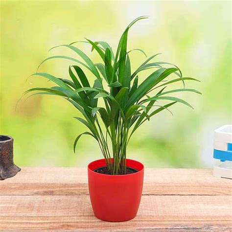 Buy Areca Palm Plants online from Nurserylive at lowest price.