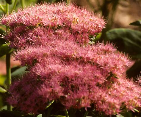 Sedum Savvy: 10 Best Types of Sedum For Sustainable Gardens | Gardening ...